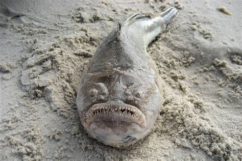 Stargazer Fish: The Unusual Marine Creature .
